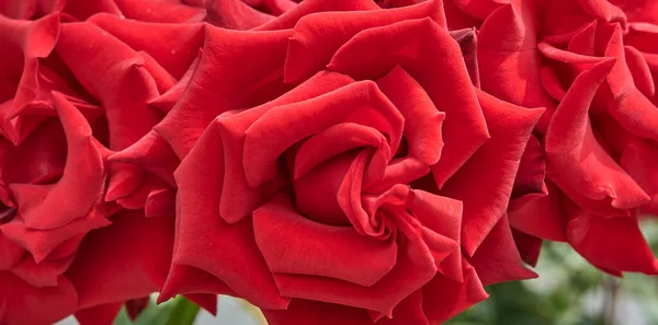 開花した赤いバラのクローズアップ芽。上からの眺め. — ストック写真
