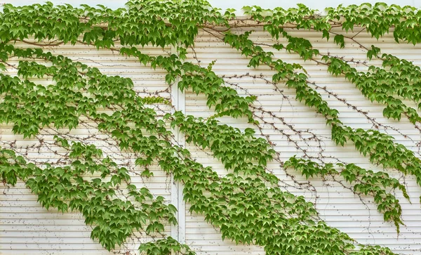 Green ivy texture on white siding wall as abstract background. — Stock Photo, Image