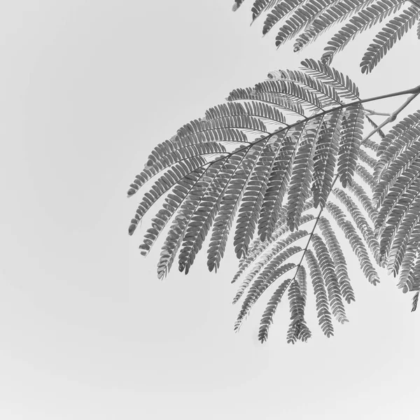 여름의 검은색 과 흰색 배경으로 알 비치아의 가지와 잎. . — 스톡 사진