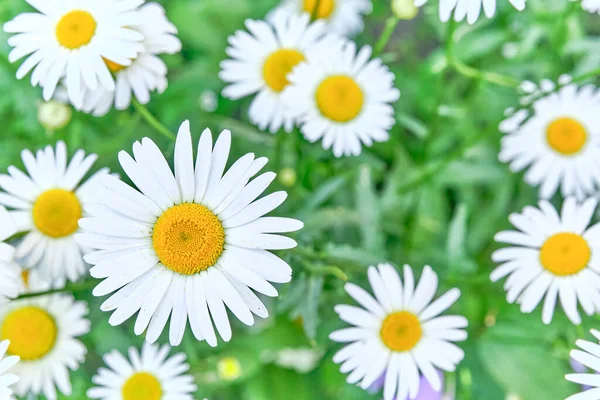 Belle gemme di Argyranthemum frutescens fiori come sfondo estivo. Margherita margherita — Foto Stock