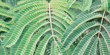 Bitki arka planı olarak Albizia 'nın dalları ve yaprakları.