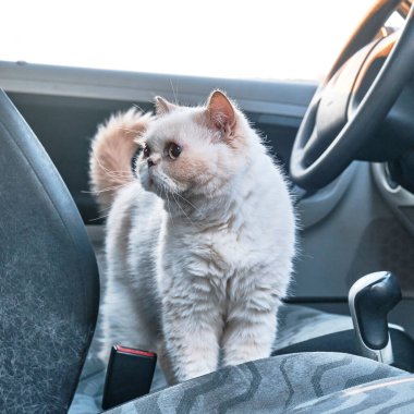 Araba koltuğunda sevimli bej bir kedi..