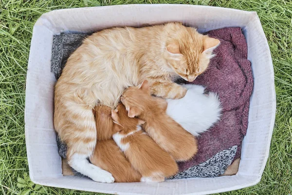 Kedi besleyen kediler.