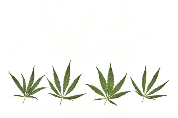 Плоска композиція з чотирма листям конопель внизу, з місцем для тексту на білому тлі Стокова Картинка
