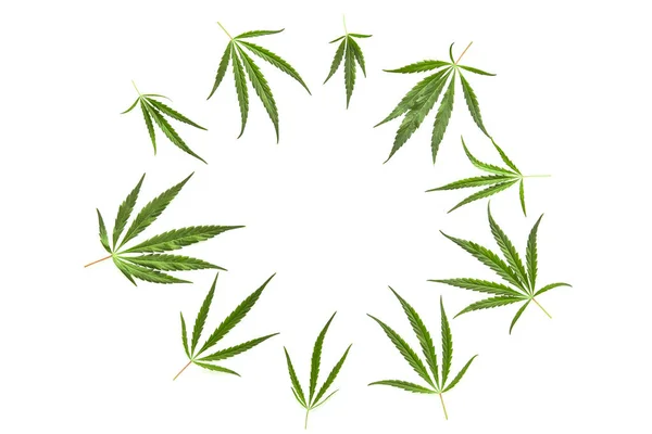 Kompozycja płaska z liśćmi marihuany w kole, z miejscem na tekst na białym tle. — Zdjęcie stockowe