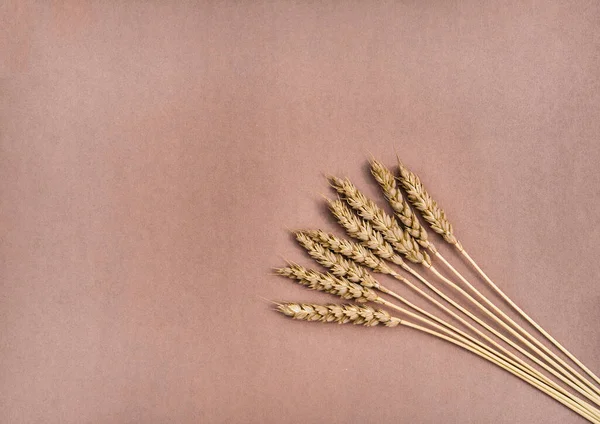 Diverse spighe di grano in grappolo, isolate su fondo marrone. Posa piatta. — Foto Stock