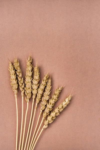 Diverse spighe di grano in grappolo, isolate su fondo marrone. Posa piatta. — Foto Stock