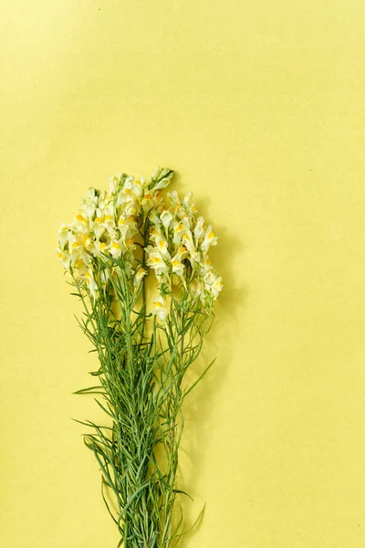 Boeket van bloeiende wilde bloemen gemeenschappelijk toadvlas op een gele achtergrond. — Stockfoto