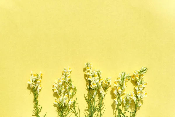 Bloeiende wilde bloemen gewone padvlas aan de onderkant van geel papier achtergrond. — Stockfoto