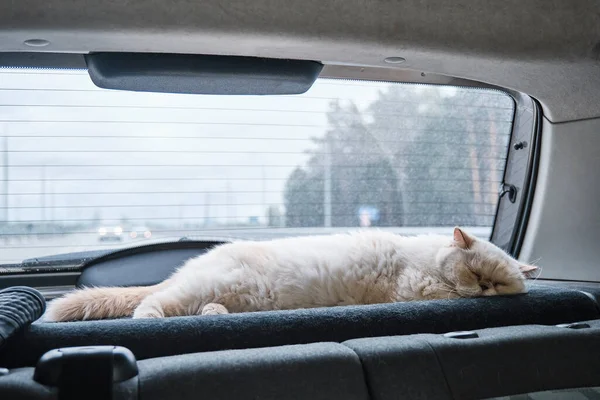 Cute beige cat traveling and sleeping in car, near rear window. Travel concept with animals.