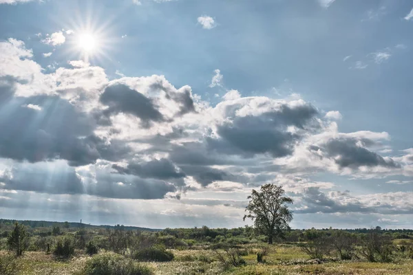 Güneşle aydınlanan bulutlarla dolu güzel bir yaz manzarası ve tarlada tek başına duran yaşlı bir ağaç. Yalnızlık kavramı.