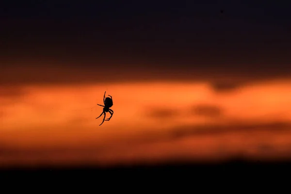 Silhouette of hanging spider on web over background of dramatic red and yellow sunset. — Stock Photo, Image