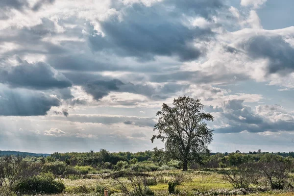 Sommarlandskap med moln upplysta av sol och gammal björk står ensam på fältet — Stockfoto
