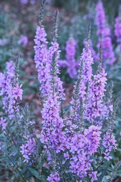 Plante à fleurs pourpre salicaire aux fleurs violettes — Photo
