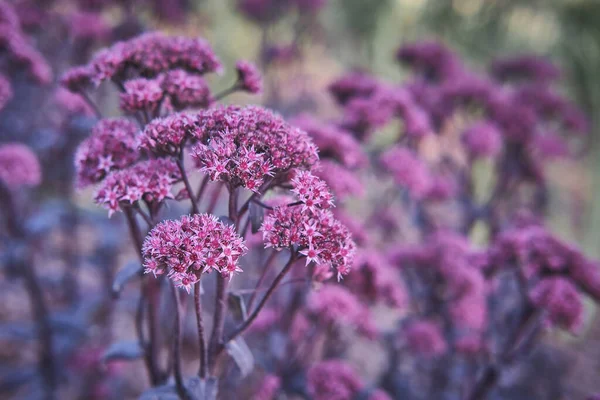 Purple Sedum, fond floral — Photo