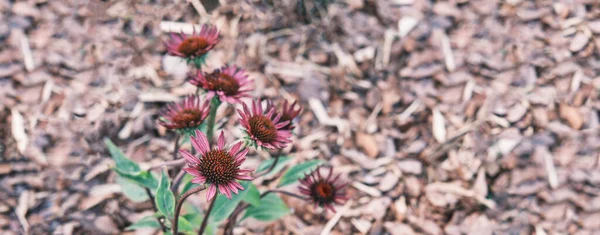 Echinacea viola, sfondo floreale — Foto Stock