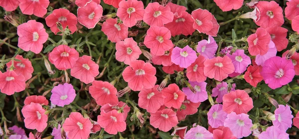 Petunia rosa, sfondo floreale — Foto Stock