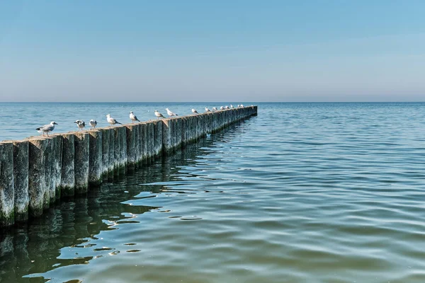 Möwen auf Holzpfählen als Wellenbrecher am Ostseestrand von Swetlogorsk. — Stockfoto