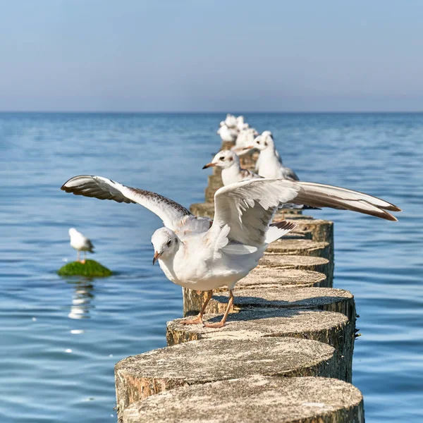 Gaivota com asas abertas em quebra-mares de madeira. — Fotografia de Stock