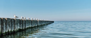 Baltık kıyısındaki Svetlogorsk 'ta tahta dalgalar üzerinde martılar. Güzel deniz manzarası. Pankart