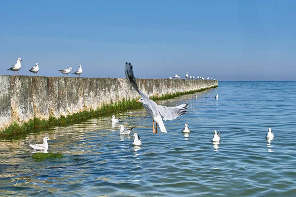 Gaivotas Voando Nadando Quebra Mares Madeira Praia Báltico Svetlogorsk Bela — Fotografia de Stock