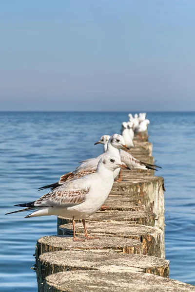 Möwen Auf Holzpfählen Als Wellenbrecher Ostseestrand Schöne Meereslandschaft — Stockfoto