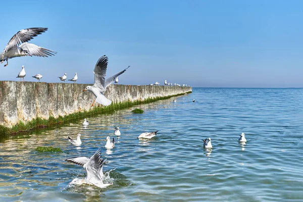 Möwen Fliegen Schwimmen Stehen Auf Hölzernen Buhnen Ostseestrand Schöne Meereslandschaft — Stockfoto