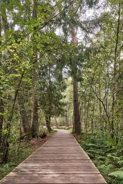 Suelos Madera Bosque Mixto Sendero Ecológico Korolevsky Bor Kurshskaya Kosa — Foto de Stock