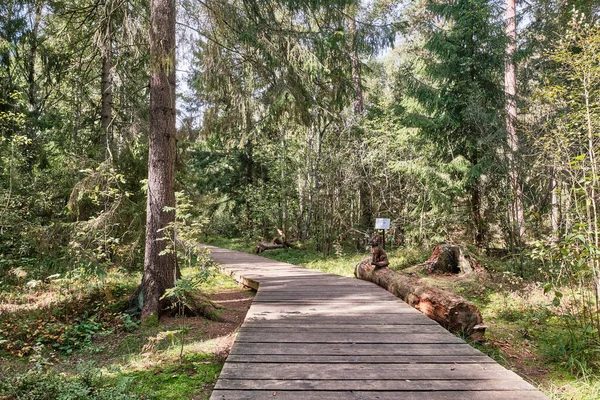 Suelos de madera en un bosque mixto, sendero ecológico — Foto de Stock