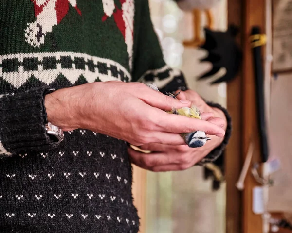 Hands of ornithologist scientist holding bird Eurasian blue tit.