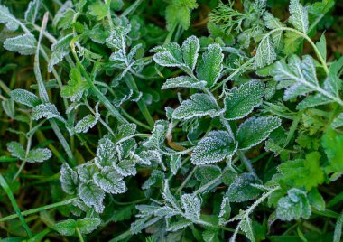 Parktaki yeşil donmuş çimenler, soyut doğal arka plan, buzlu kış çayırı, bahçe.