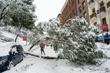 Madrid, İspanya, 01.09.2021, Segovia sokağı, Madrid merkezinde düşen ağaç, kar, Filomena fırtınası