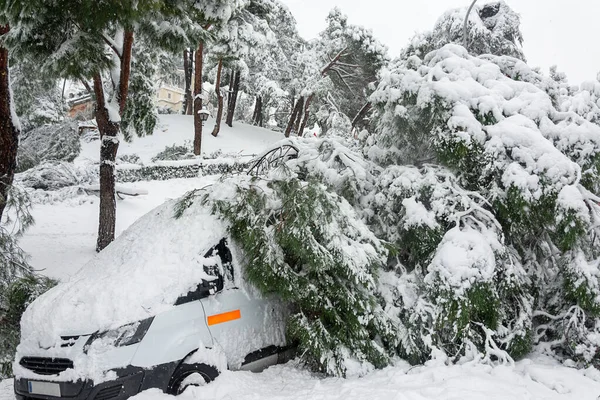 Fallen Trees City Center Stormy Weather Traffic Accident Insurance Weather — Stock Photo, Image