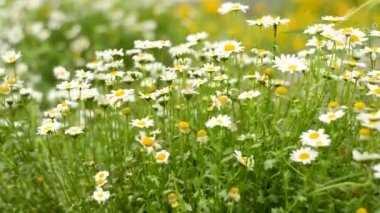 Camomille rüzgârda hareket ediyor. Doğal arkaplan