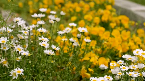 Camomilla y flores amarillas moviéndose en el viento. Fondo natural — Vídeos de Stock