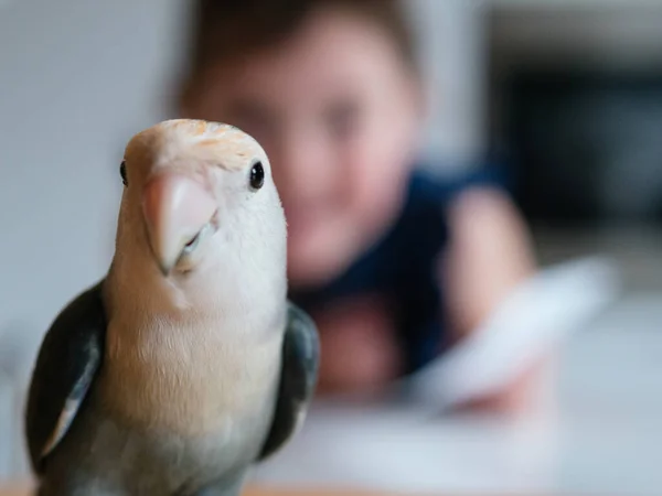 child bathing his bird love bird pet at home