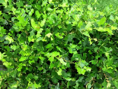 Desen arka plan yeşil yapraklar.