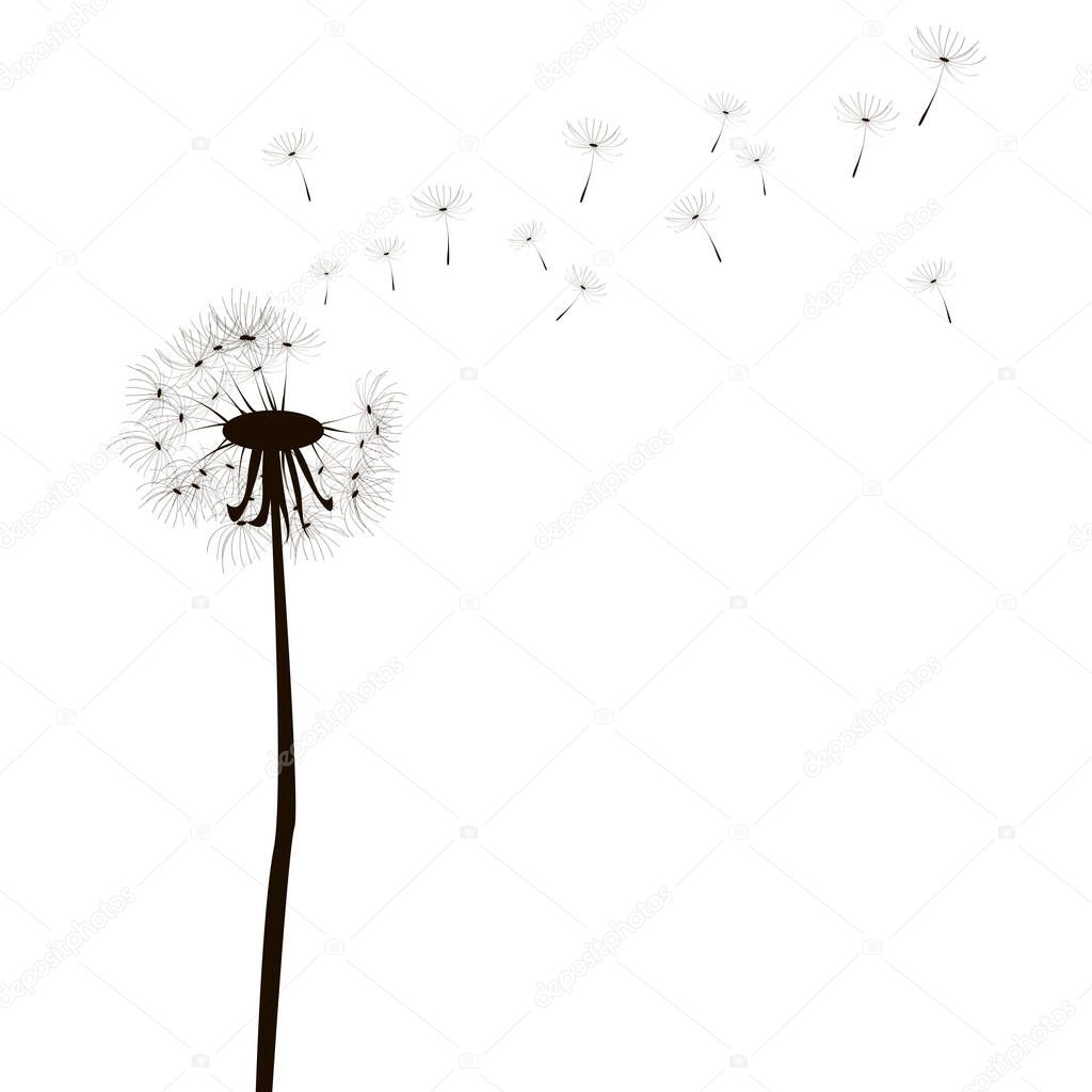 Sketch with dandelion black on white background. Elegant decoration. Vintage nature illustration. Stock image. EPS 10.