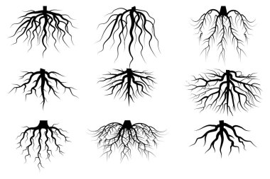 Siyah kökler beyaz arkaplanda. Klasik çiçek arkaplanı. Klasik doğa illüstrasyonu. Hisse senedi. EPS 10.