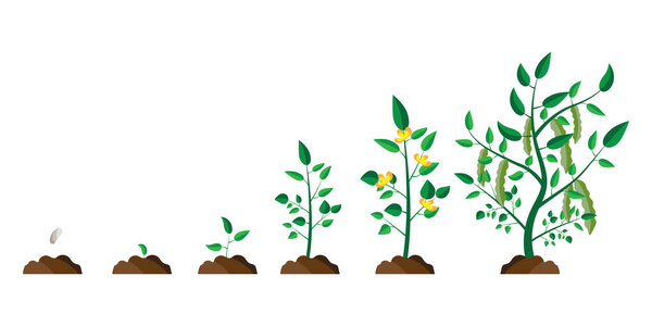 Процесс роста плоского дерева. Значок вектора дерева. Вектор природного фона. Изображение акции. EPS 10.