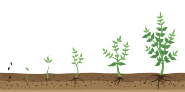 Düz stil Bush büyümesi. Hisse senedi. EPS 10.