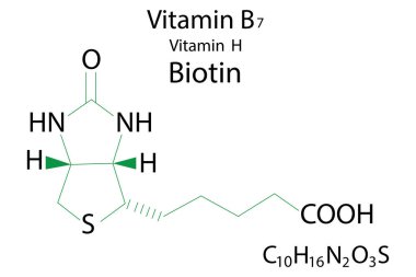 B-7 vitamini formülü, harika tasarım. Sağlık hizmetleri. Bilim geçmişi. Hisse senedi. Vektör çizimi. EPS 10.