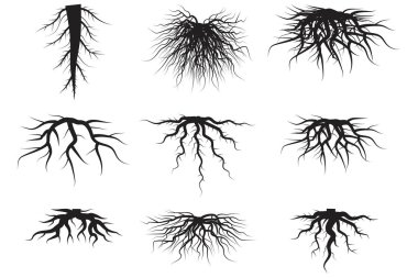 Black roots set on white background. Spring season. Floral background set. Floral branch. Vector illustration. Stock image.