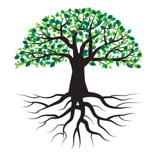 Árvore de verão com raiz. Folha verde. Desenho árvore de primavera ilustração. Fundo da natureza. Ilustração vetorial. Imagem de stock. —  Vetores de Stock