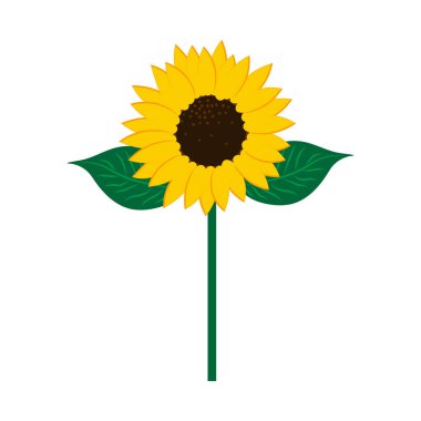 Kök ikonlu ayçiçeği. Doğa konsepti. Tarım geçmişi. El çizimi resim. Vektör çizimi. Resim yükle.