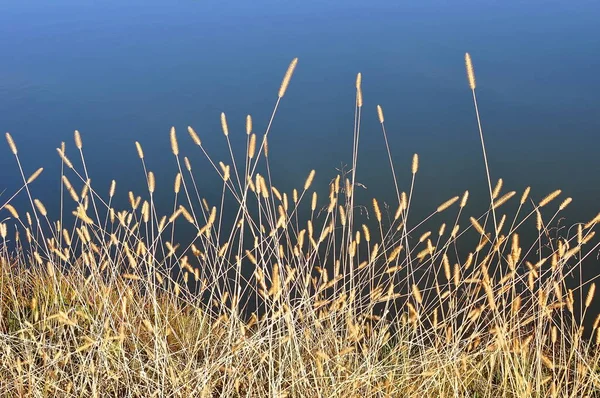 Dormant Winter grass on the bank of a blue lake