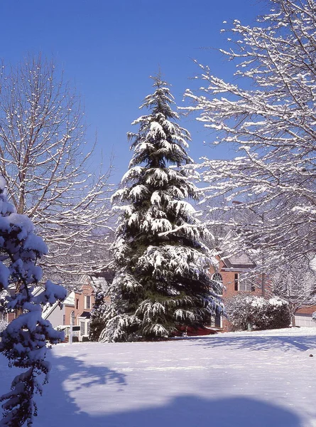 Deodar Cedar tree in Winter