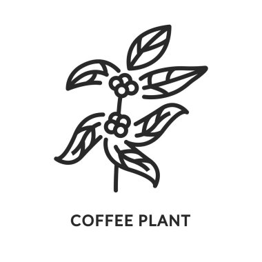 Kahve ağacı dalının düz çizgi ikonu. Vektör illüstrasyon kahve fabrikası.