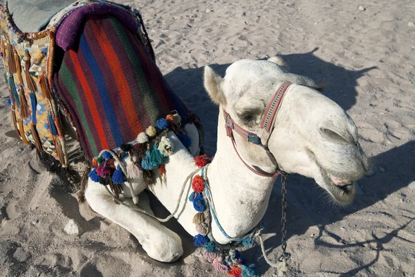 Vit kamel vilar i sanden i öknen — Stockfoto