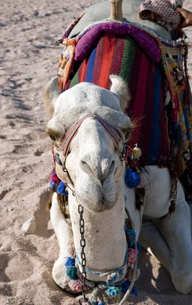 White camel resting in the sand in the desert Stock Picture